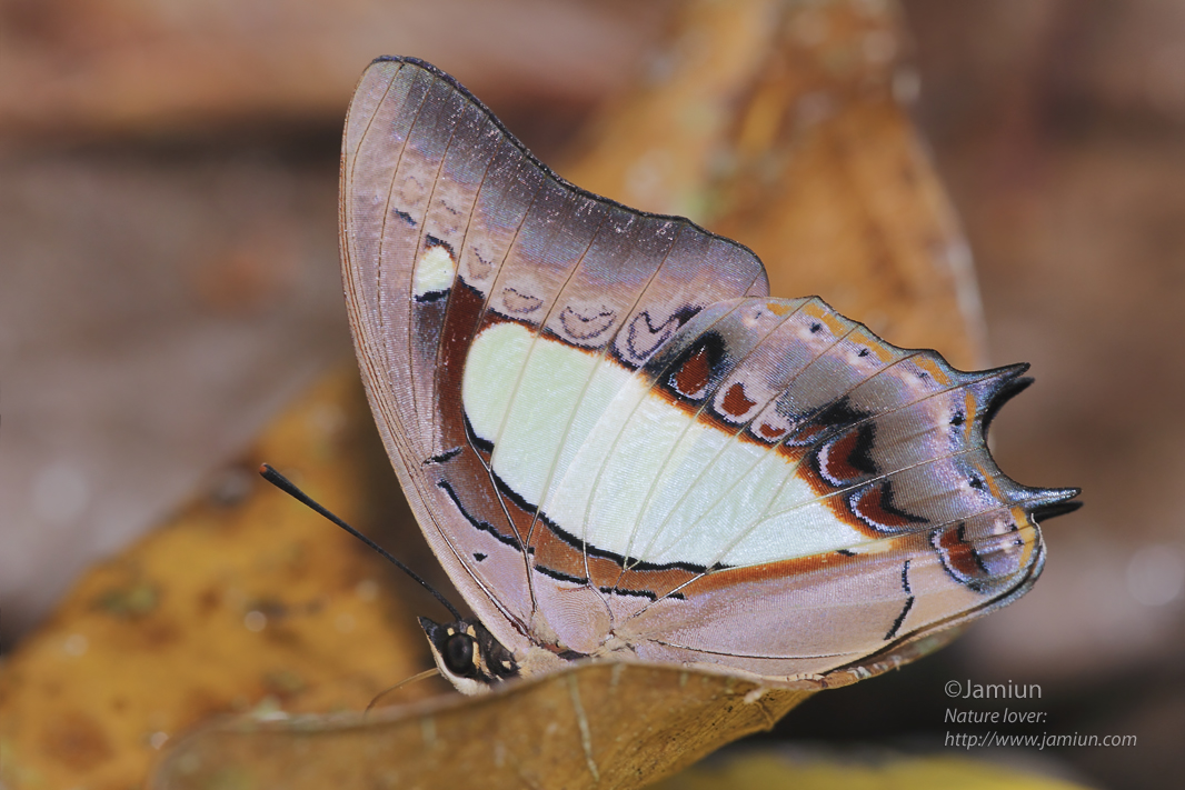 Polyura athamas (Common Nawab) Archives - Jamiun's Photography